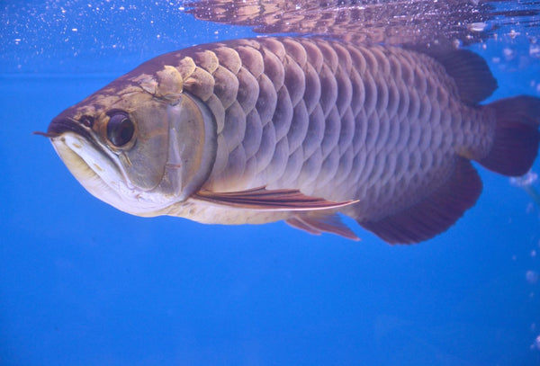 Fish | Blue 
