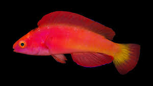 Fish | Red | hover